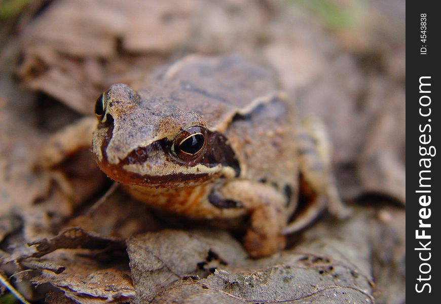 Small frog in the leaves background