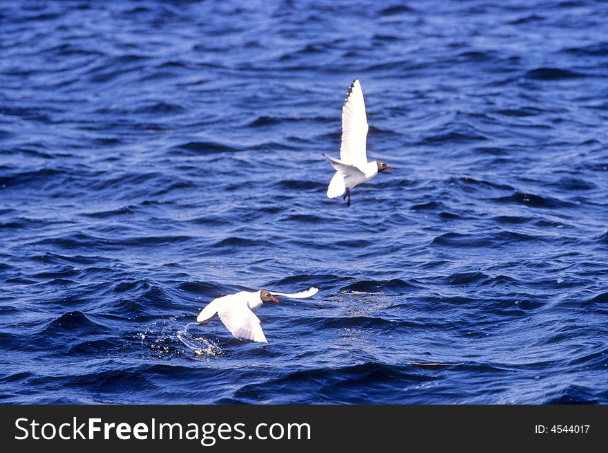 Two seagulls flying on the water. Two seagulls flying on the water.