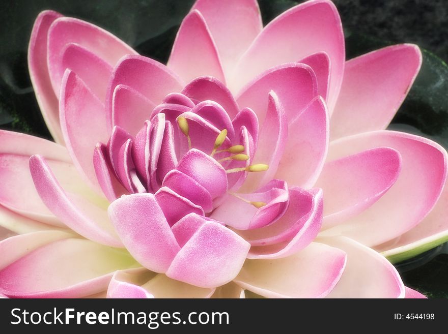 The artificial lotus flower in the garden pond of hotels, its shape is very lifelike. ======== If you want to learn more about China's image, please look at my portfolio. Linqong portfolio