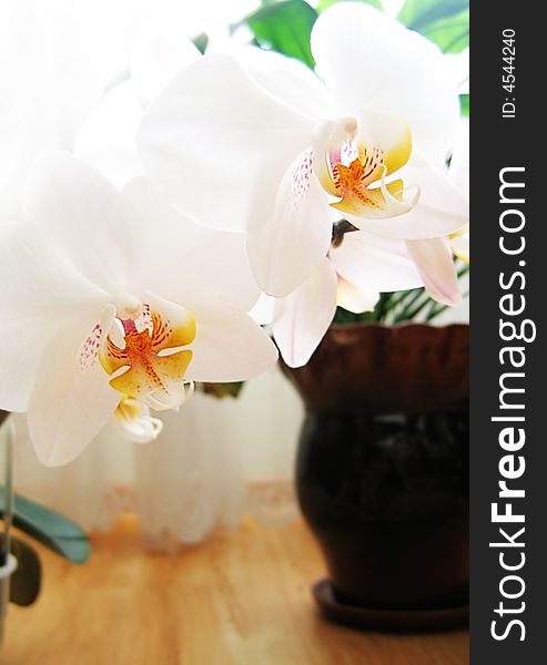 Orchid white blossom in flowerpot