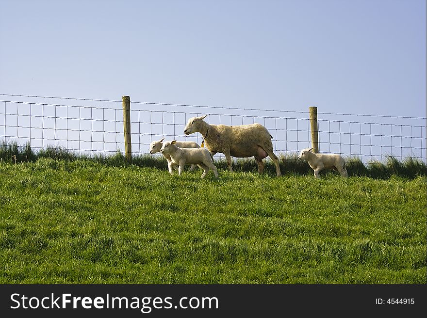 Sheep in the farm wlking outdoors
