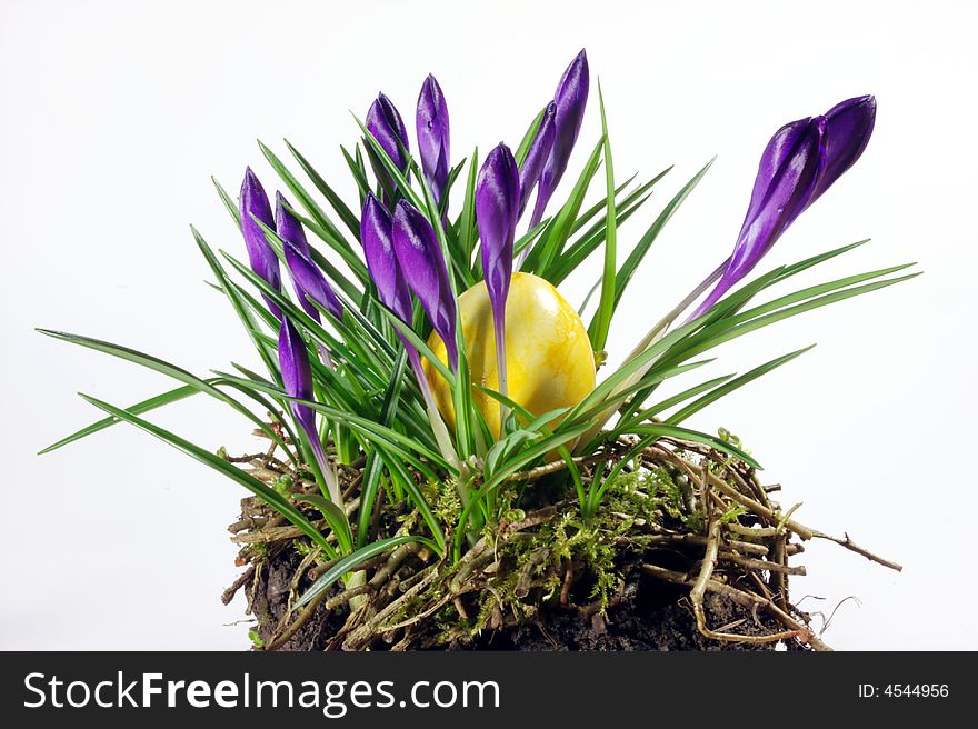 Yellow easter egg in a bed of crocus