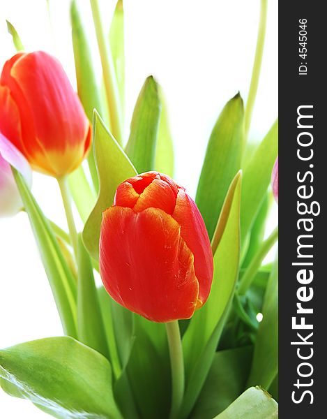 Bouquet of red tulips over white