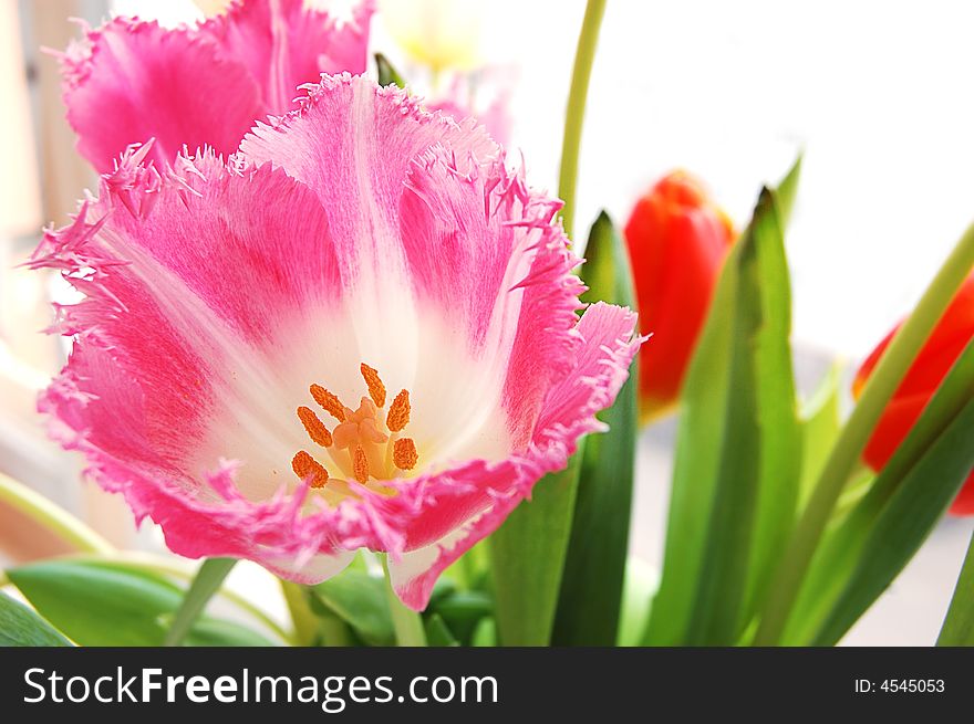 Bouquet of pink tulips over white