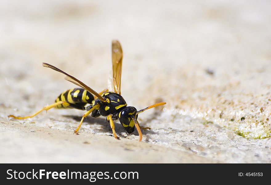 A macro shot of a Wasp