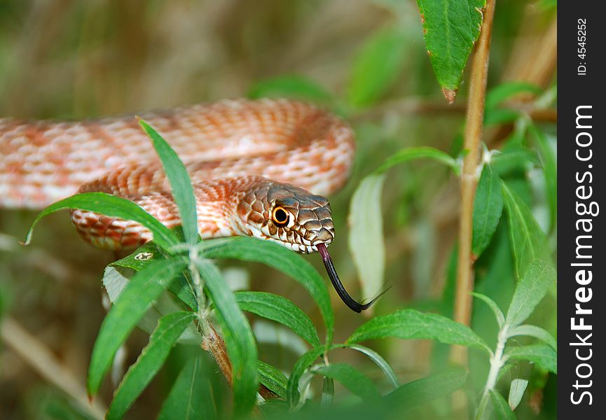 Garden Snake 3