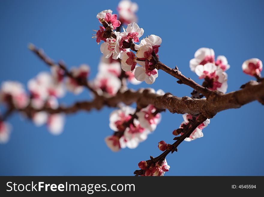 Apricot tree spring blossoms, shallow DoF