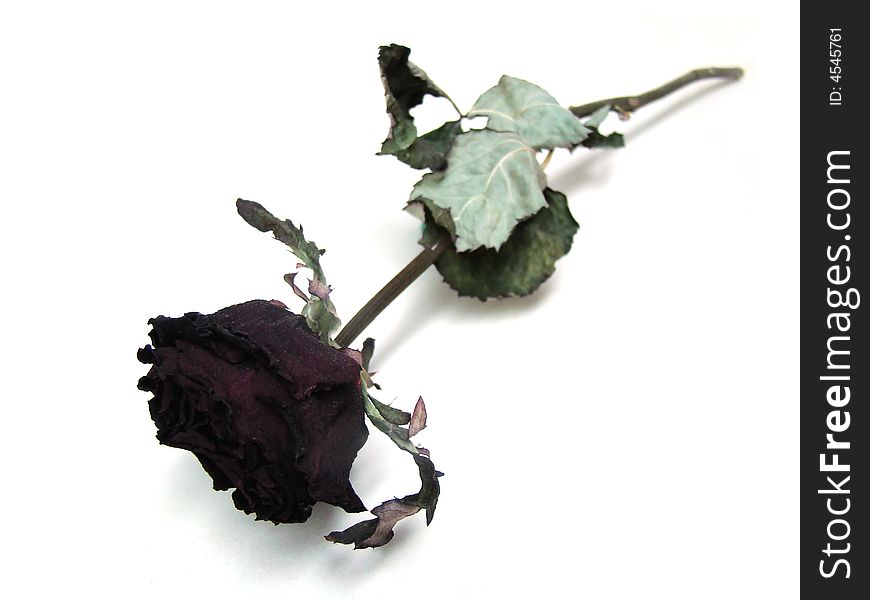 Old red dried rose for my love. Old red dried rose for my love