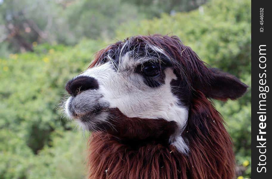 Lama in Zoo of Haifa. Lama in Zoo of Haifa