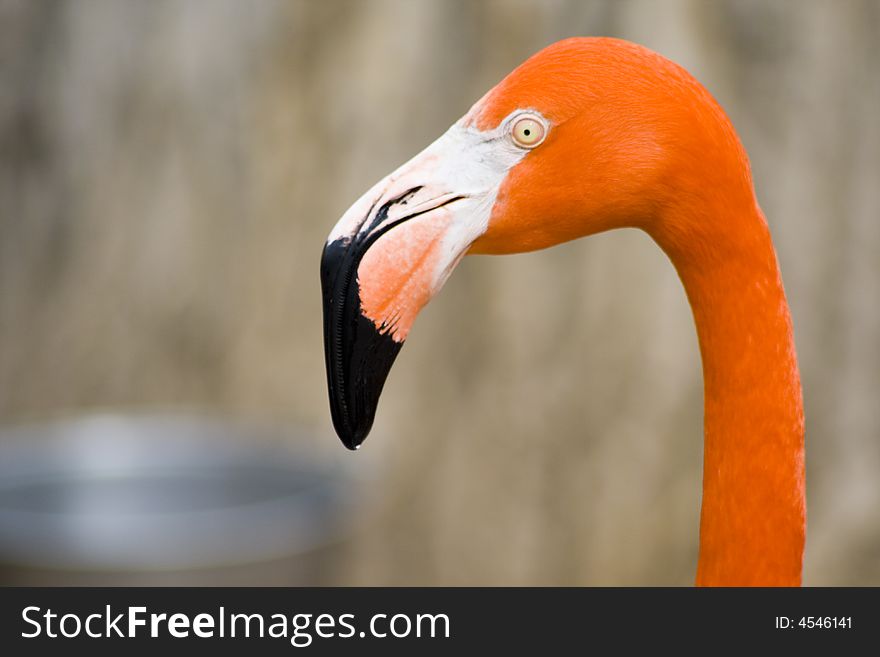 Selective focus photograph of a flamingo head and neck
