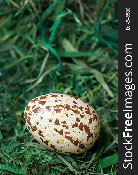 Spotted Egg.