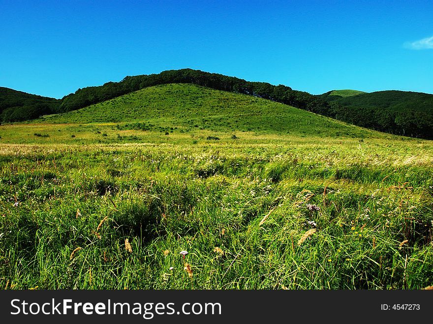 Meadow, summer background, green grass, forest hills, blue sky, landscape