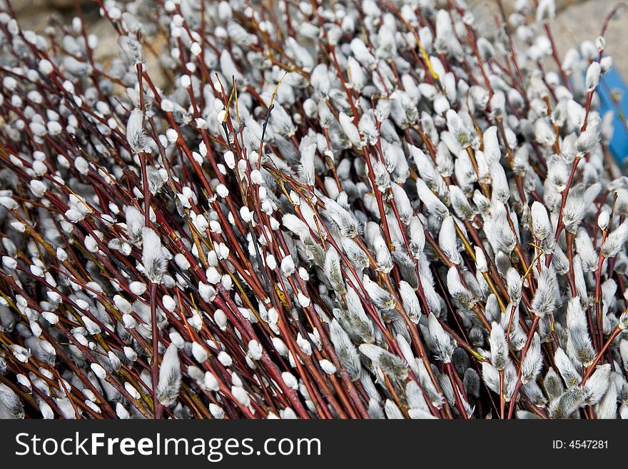 Easter catkins on the fair