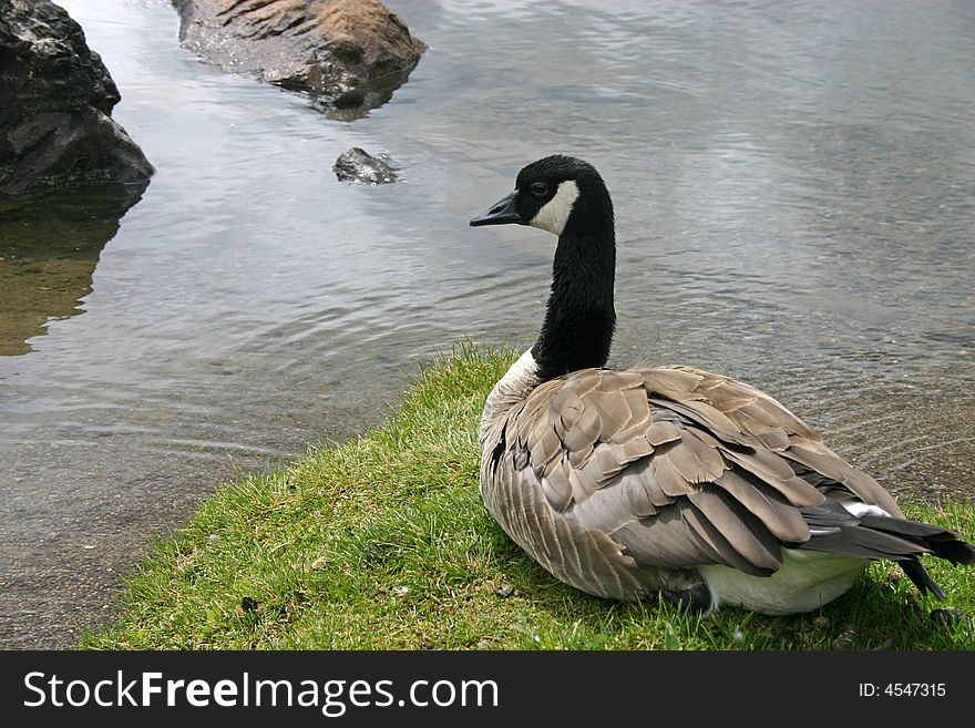 A Canadian Goose sitting peacefully on the shore of a lake. A Canadian Goose sitting peacefully on the shore of a lake