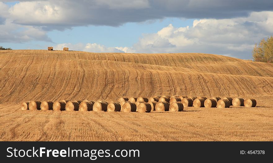 Rows of harvested feed sitting in a farmers field in Autumn. Rows of harvested feed sitting in a farmers field in Autumn
