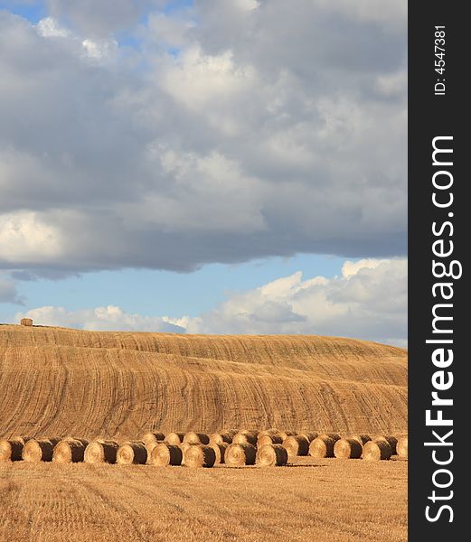 Rows of harvested feed sitting in a farmers field in Autumn. Rows of harvested feed sitting in a farmers field in Autumn