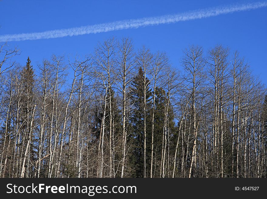 Vapor trail from a passing airliner hanging over the forest. Vapor trail from a passing airliner hanging over the forest