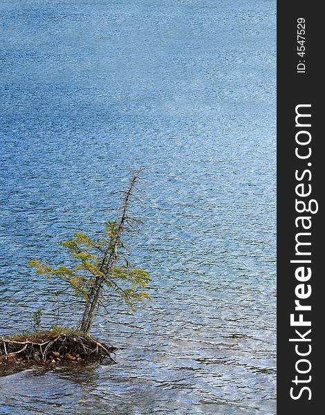 A small tree growing out over the shore of a mountain lake. A small tree growing out over the shore of a mountain lake