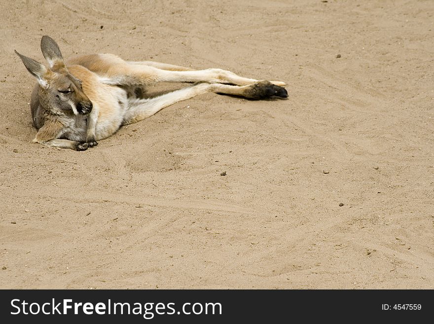 Kangaroo relaxing in the afternoon.  Taken at Albuquerque Zoo. Kangaroo relaxing in the afternoon.  Taken at Albuquerque Zoo