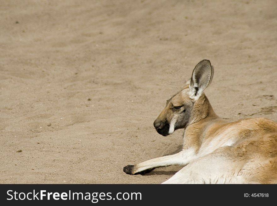 Kangaroo relaxing in the afternoon.  Taken at Albuquerque Zoo. Kangaroo relaxing in the afternoon.  Taken at Albuquerque Zoo