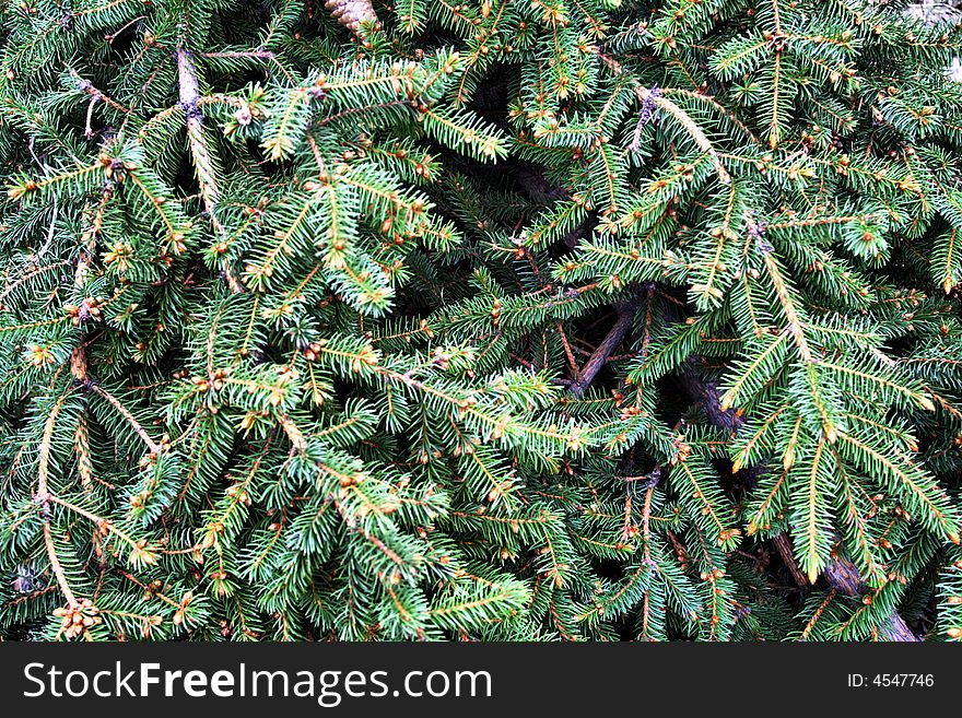Green background: branches of fir. Green background: branches of fir