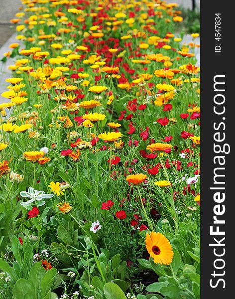 Flowerbed, yellow and red flowers, summer background, decorative garden