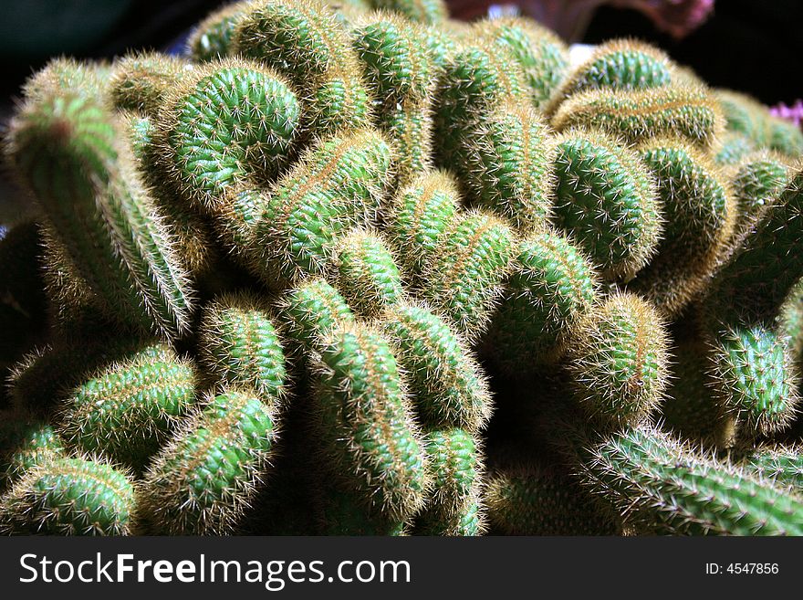 Wrinkled green cactus at floral show. Wrinkled green cactus at floral show