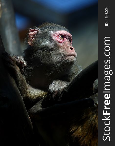 A monkey in zoo,portrait