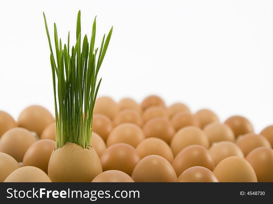 Egg with growing grass
