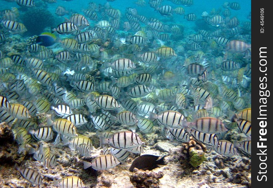 A group of Convict Surgeonfish