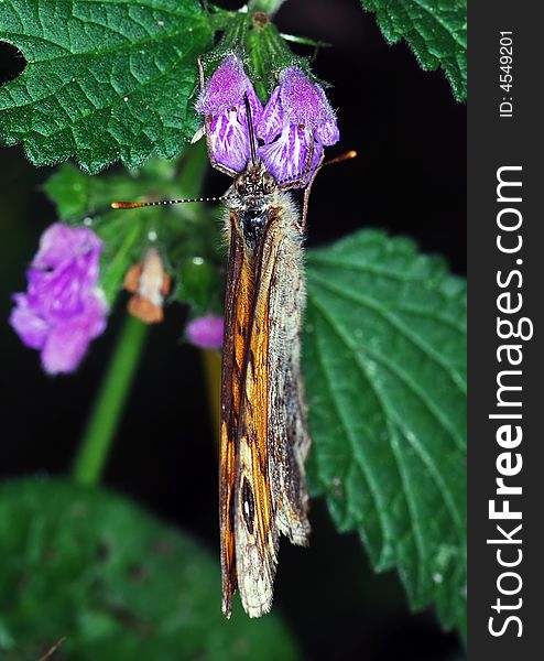 Butterfly is resting on a flower