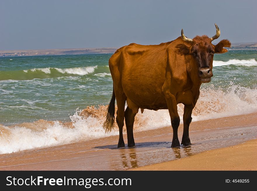 Leisure series: cow take a sunbathe on the sea beach. Leisure series: cow take a sunbathe on the sea beach
