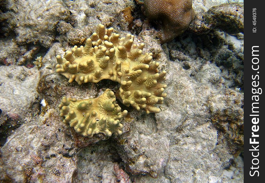 A picture of a maldivian coral near to the reef