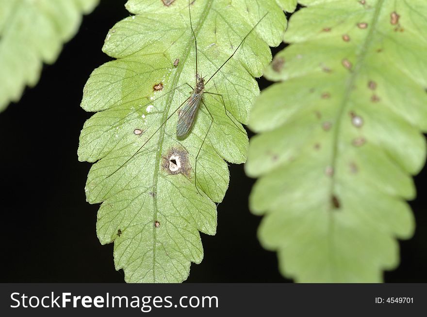 It is a mosquito on green leaf,in the wildlife. It is a mosquito on green leaf,in the wildlife.