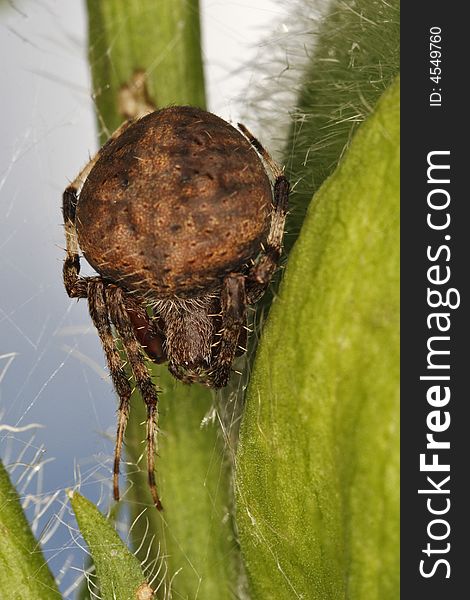 Orb weaving spider in garden on flower