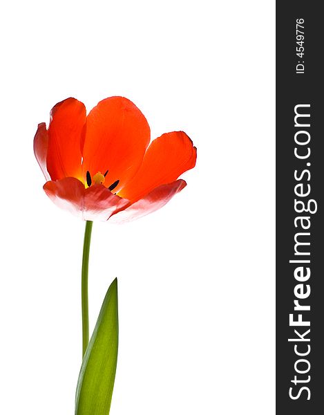 Tulip isolated on white background