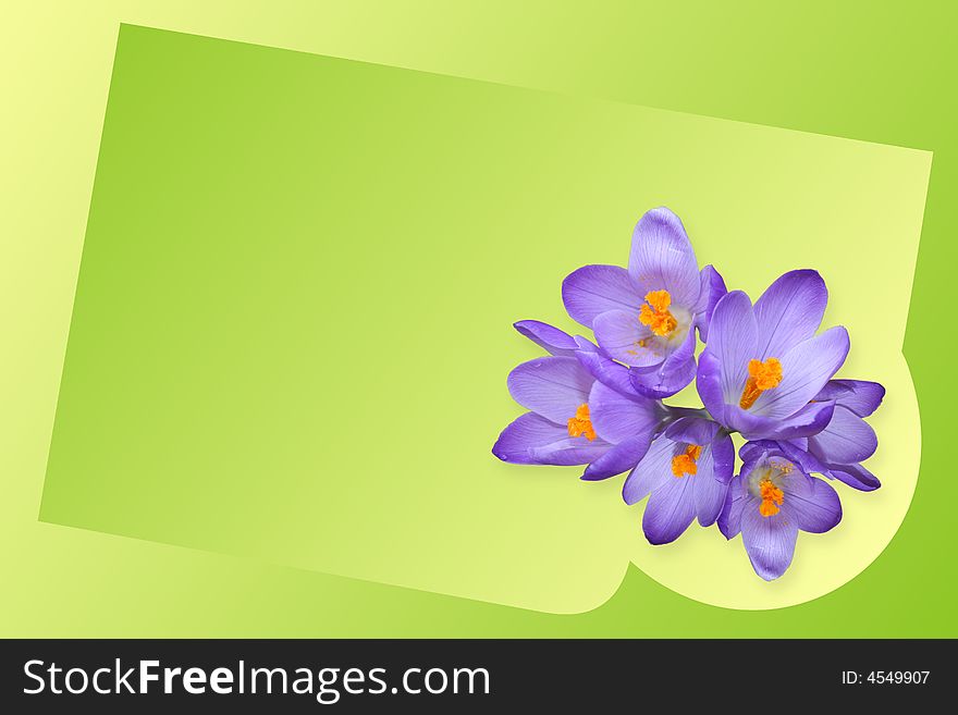 Crocus flowers on gradient background.