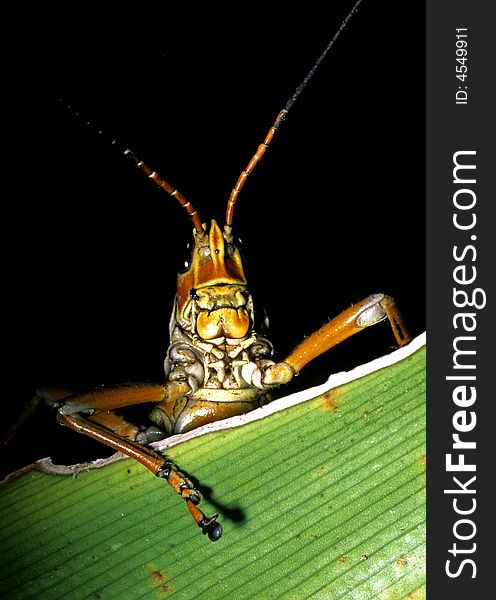 Grasshopper resting on leaf striking a pose