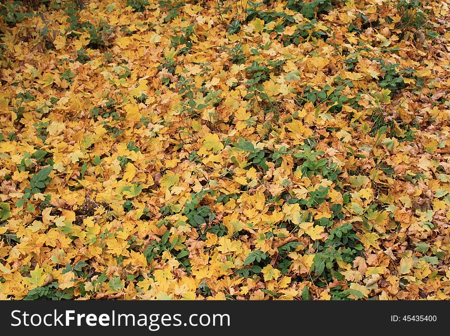 Yellow fallen autumn maple leaves. Yellow fallen autumn maple leaves
