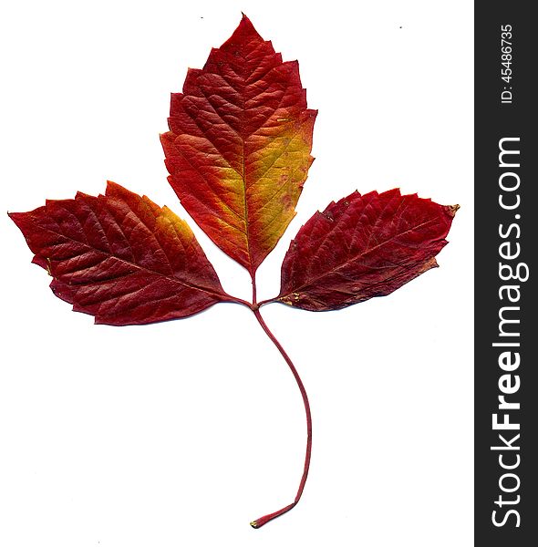 Red autumn virginia creeper leaves on white background.