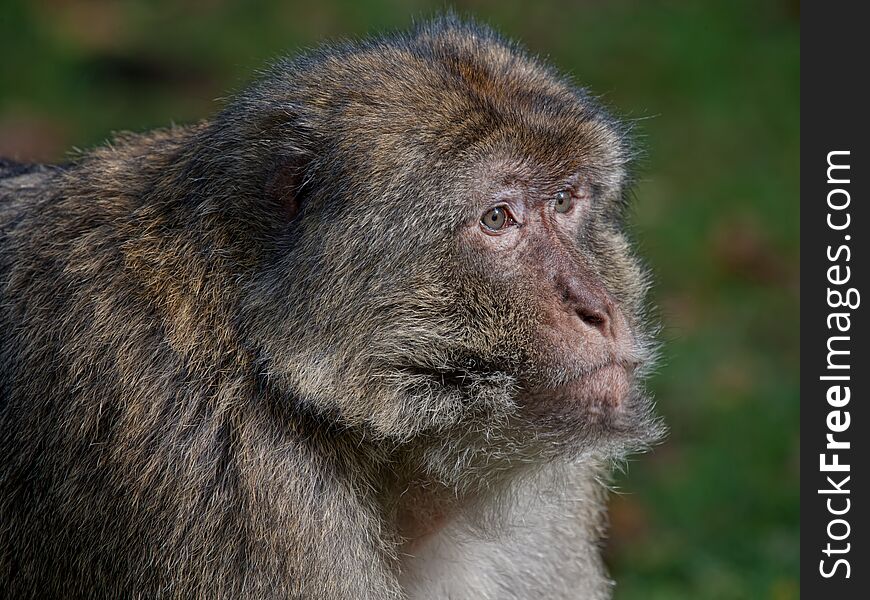 The Barbary macaque is traditionally called an ape. This detailed close photograph of the head shows fur, eye and face.