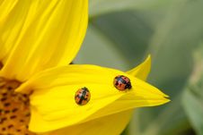 Ladybirds Stock Image