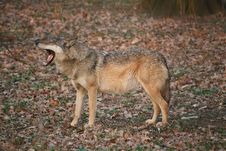 Yawning Wolf Royalty Free Stock Image