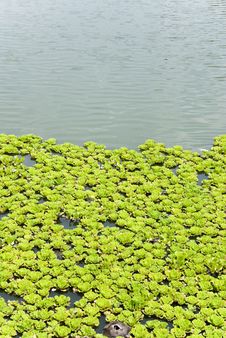 Pond Lilies Stock Image Pond Lilies Stock Image