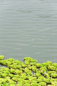 Pond Lilies Stock Photo Pond Lilies Stock Photo