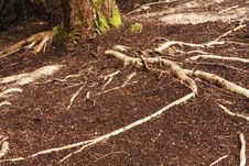 Tree And Roots Royalty Free Stock Images