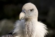 Gyps Fulvus - Vale Gier Royalty Free Stock Photos Gyps Fulvus - Vale Gier Royalty Free Stock Photos