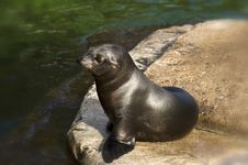 Seal Stock Images
