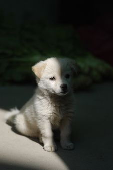 Lovely White Puppy Stock Photos Lovely White Puppy Stock Photos