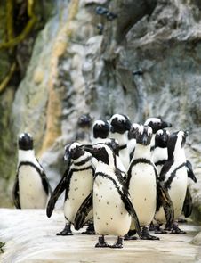 Penguin Parade Royalty Free Stock Photo Penguin Parade Royalty Free Stock Photo